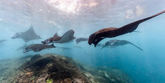 mantas gigantes oceánicas